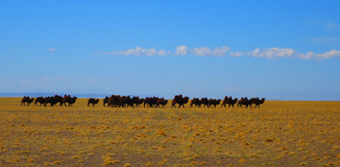 camel